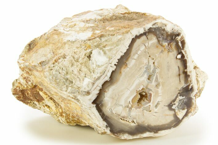 Polished Petrified Wood (Bald Cypress) Limb - Washington #333002